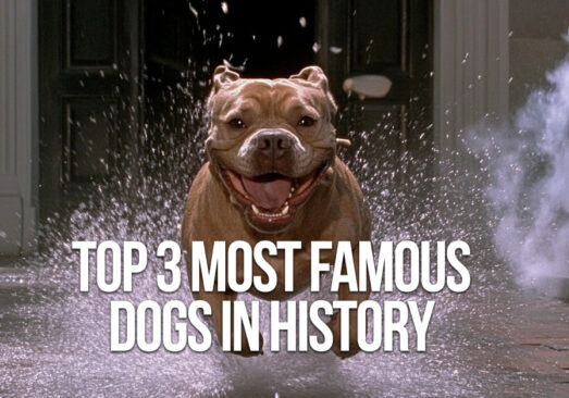 FUN-Top 3 Most Famous Dogs in History